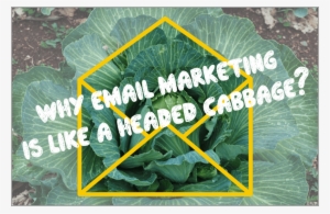 Headed Cabagge For Email Marketing Manager - Email #3140532