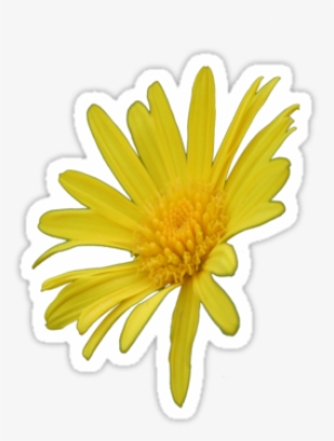 Yellow Daisy Png Yellow Daisy Flower By #3140796 Yellow Daisy Png Yellow Daisy Flower By #3140796