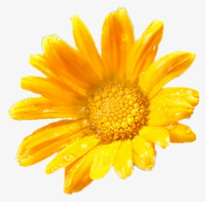 Flower Yellow Daisy Yellowdaisy Sticker Ladymc - Calendula White Background #3140797