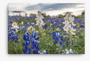 Texas Hill Country #3140823