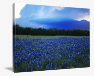 "texas Bluebonnets Wildflowers" By Rodney Livermore - Gallery-wrapped Canvas Art Print 16 X 11 Entitled Texas #3141128