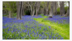 Score 50% - Wallpaper #3141259