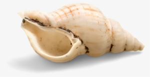 Conch Shell Png Photo - Shell #3141340