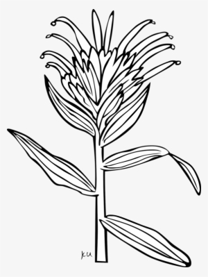 Giant Red Indian Paintbrush Coloring Book Wyoming Indian - Indian Paintbrush Flower Coloring Page #3141515