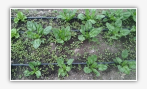 Figure 2 Input Image - Garden #3141684