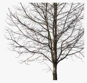 Deciduous Tree Winter I Cutout Trees Png Deciduous - Cut Out Tree Png #3142831