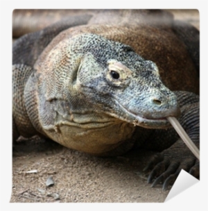 Endangered Animal In Philippines #3147727