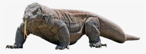 Komodo Dragon Png Transparent Image - Komodo Dragon White Background #3147732