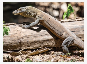 Rare And Endangered Nine Foot Long Monitor Lizard Found - Anole #3147965