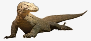 Bleed Area May Not Be Visible - Styracosaurus #3148014