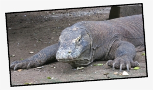 Komodo Crew - Komodo Dragon #3148082