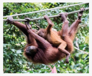 Rare And Endangered Nine Foot Long Monitor Lizard Found - Orangutan #3148162