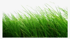 High Grass - Cb Edits Grass Png #3149564