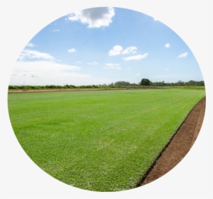 Sir Walter Turf - Grass #3149569