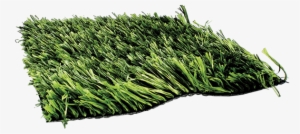 True Grass 407 - Sweet Grass #3149590