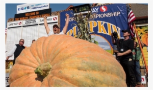 Attractionspumpkin - 45th Safeway World Championship Pumpkin Weigh Off #3151755