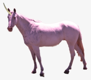 Purple Unicorn Real Life #3152035