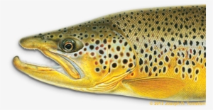 What Is Giclée - Freshwater Fishes Of New York: A Guide #3153332