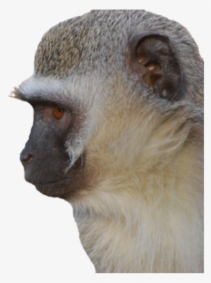 Velvet Monkey Face - Vervet Monkey #3155457