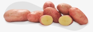 E A Batata Frita, Como Surgiu - Russet Burbank Potato #3156342