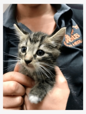 Photo Of Jack Black Back Hc904 - Domestic Short-haired Cat #3158267