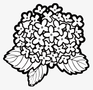 Flower Clipart Floral Design Line Art Png 660 * 635 - Kindergarten #3161815