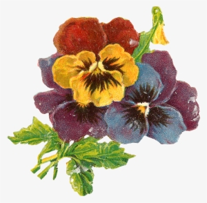Flowers Art Floral Wildflower Pansy Botanical Illustration - Victorian Flowers #3161982