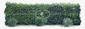 17379 Cut-out Hedge Texture - Hedge #3162384