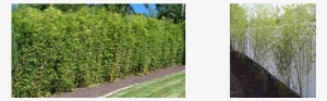 New And Established Bamboo Hedges - Small Bamboo Hedges #3162427