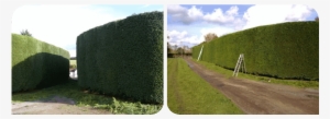 Contact Treecology - Hedge #3162491