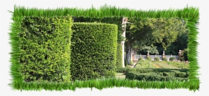 Shrub Cutting - Garden #3162725