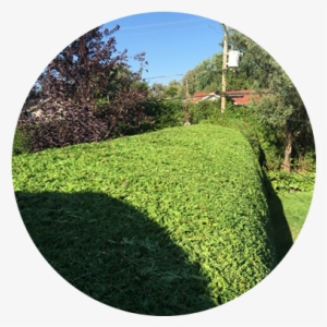 Cedar Hedges Trimming Done By Les As De La Coupe - Pruning #3162819