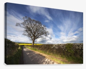Hedges Growing Along A Rural Road #3162881