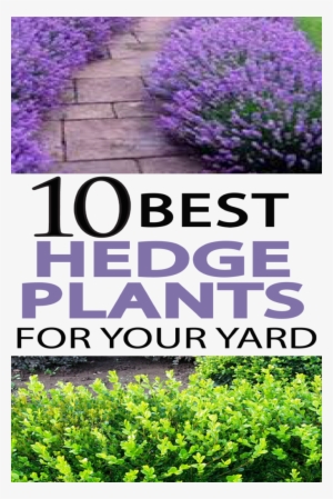 Beautiful Hedge Plants - Hedge Plants #3163031