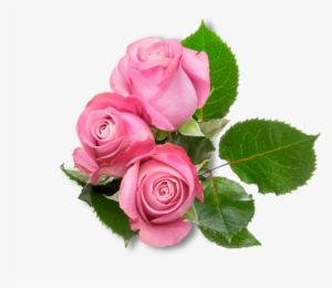 Home - Rose #3163791