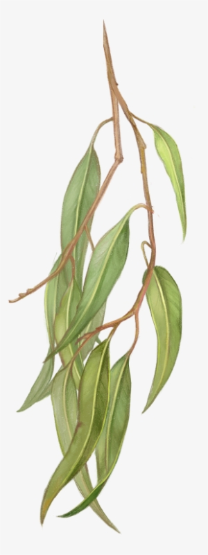 50 G±5% - Bay Laurel #3164292