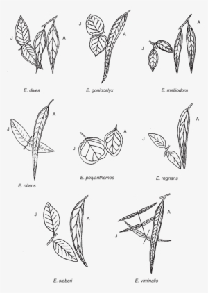 Adult And Juvenile (j) Leaves Of The Eucalyptus Species - The Eucalyptus #3164529