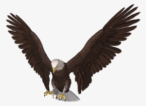 Flying Eagle Pictures Front #3164824