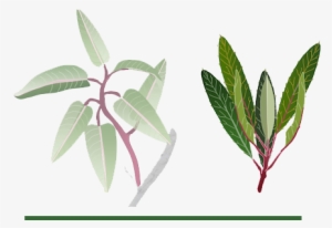 Long Large Leaves - Russian Olive #3164845