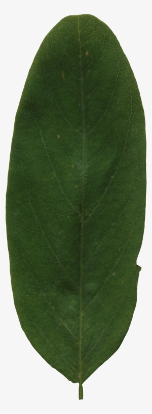 2d Leaves - Bay Laurel #3164848