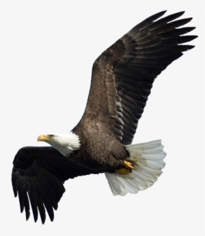 Eagle Soaring Png We - Wallhogs Eagle Ii Cutout Wall Decal #3164849