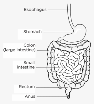 The Digestive System - Line Art - Free Transparent PNG Download - PNGkey