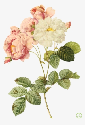 Flower Illustration By Pierre-joseph Redoute - Roses Pierre Joseph #3165193