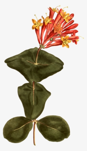 Coral Honeysuckle Botany Flower Botanical Illustration - Tumpet Honeysuckle Illustration #3165316