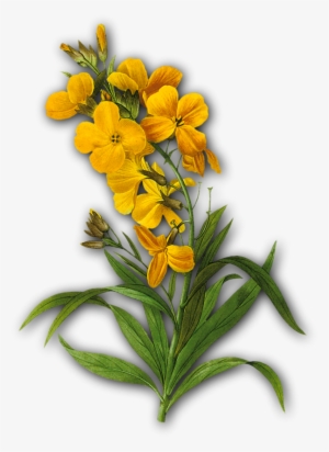 蘭花 手繪 #3165457