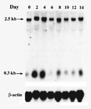 Time Course Of Surf 6 Gene Expression Of Es Hepor Cells - Black-and-white #3165597