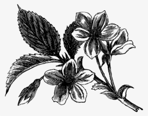 Any Of These Digital Flower Illustrations Make For - Clip Art #3165620