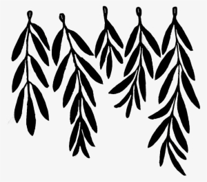 Olive-branches - Olive Leaf Drawing #3166284
