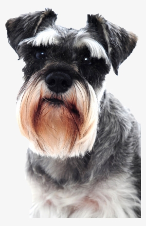 Beds, Collars And Accessories - Keep Calm And Love Schnauzers #3167117