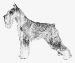 Schnauzer #3167272